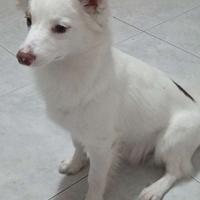 Benny, cane volpino taglia piccola ADOZIONE