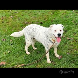 Cagnolona in adozione