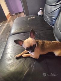 hgt chihuahua mini Toy 