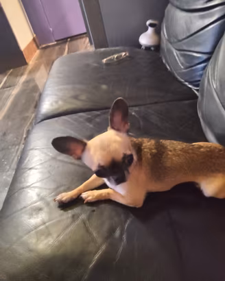 hgt chihuahua mini Toy 