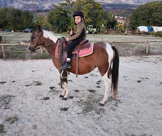 Cavallina con puledro 