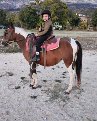 Cavallina con puledro 