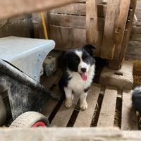 Cuccioli Border collie