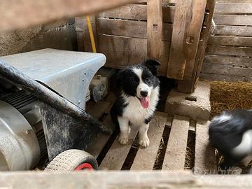 Cuccioli Border collie