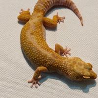 Geco leopardino femmina adulta Blood tremper