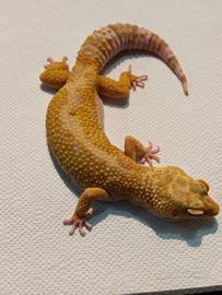 Geco leopardino femmina adulta Blood tremper
