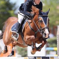 Pony da salto ostacoli: Sixth Sense