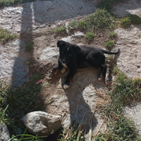 Border collie cuccioli