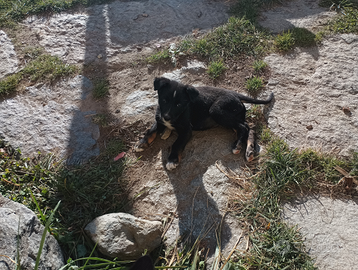 Border collie cuccioli