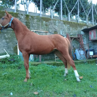 Quarter X lusitano