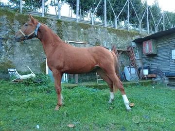 Quarter X lusitano