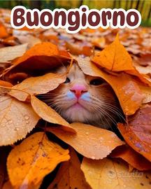 trasportini gatto
