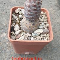 Tephrocactus molinensis