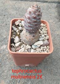 Tephrocactus molinensis