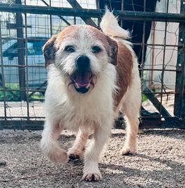Cagnolino tg piccola