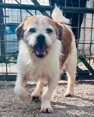 Cagnolino tg piccola