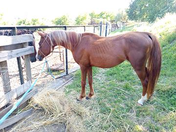 Cavallo