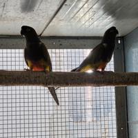 Conuro della patagonia