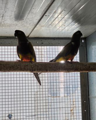 Conuro della patagonia