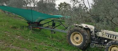 ombrello olive raccolta
