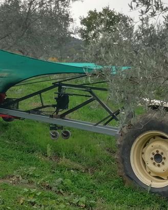 ombrello olive raccolta