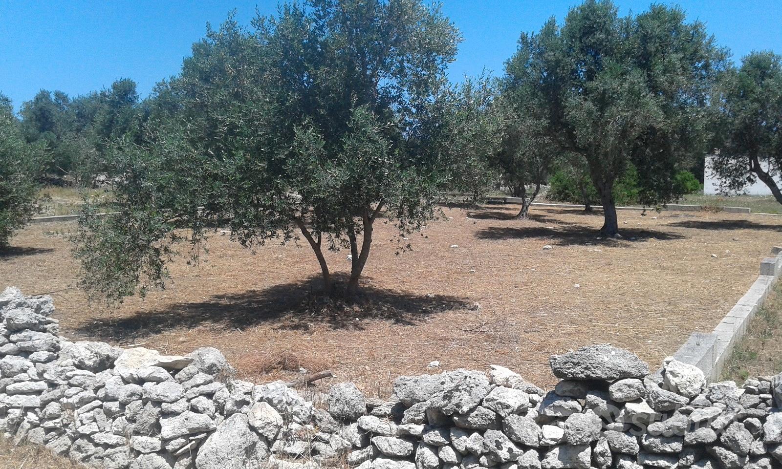 Terreno edificabile vicinanze mare - Vista 4