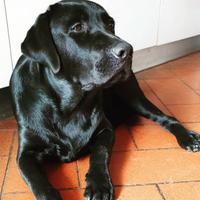 Labrador maschio disponibile per accoppiamento