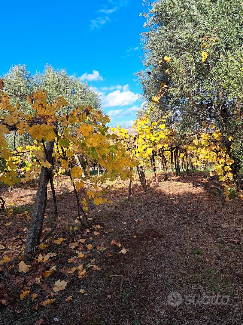 Terreno agricolo - Vista 4