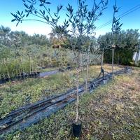 Piante di ulivo Leccino