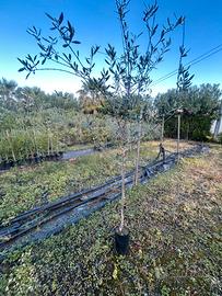 Piante di ulivo Leccino