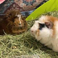 Porcellini d'India Vasia & Snikers pelo lungo 2023