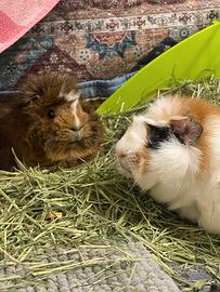 Porcellini d'India Vasia & Snikers pelo lungo 2023