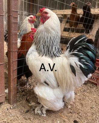 Coppia o triss Brahma bianco columbia