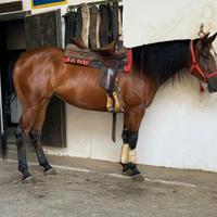 Puledra Quarter Horse Reining pronto-gara