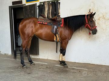 Puledra Quarter Horse Reining pronto-gara