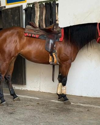 Puledra Quarter Horse Reining pronto-gara