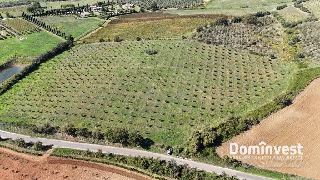Terreno di 116000 m² a Capalbio - Vista 3