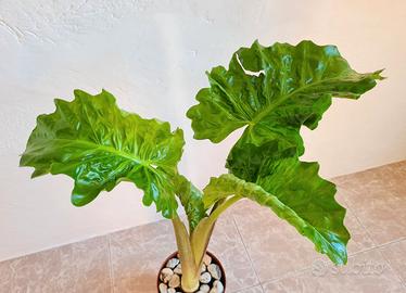 🌿 Pianta Alocasia Portora / Portodora STUPENDA 💚