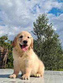 Golden retriver