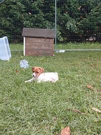 Jack Russell