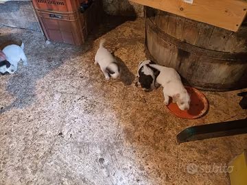 Cuccioli di Maremmano