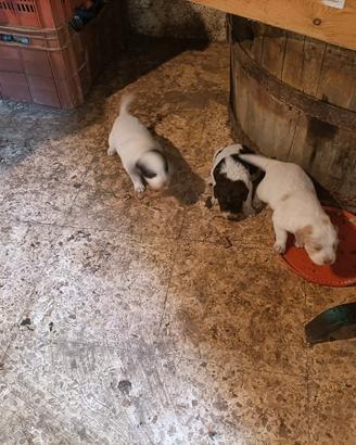 Cuccioli di Maremmano