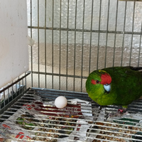 Kakariki