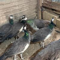 Pavoni femmine di un anno