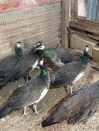 Pavoni femmine di un anno