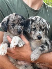 Cuccioli di pastore australiano