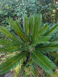 Cycas Revoluta grande e folta – esemplare adulto
