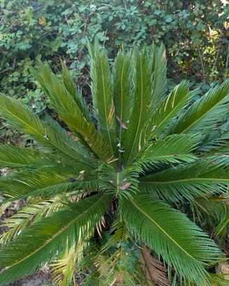 Cycas Revoluta grande e folta – esemplare adulto