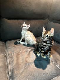 Cuccioli gatti del bengala