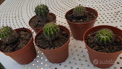 5 piante grasse